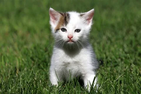 Cute kitten  Stock Photos