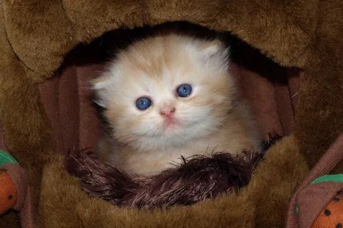 Cute kitten  Stock Photos