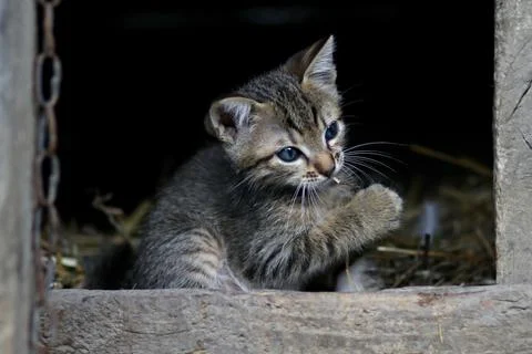 Cute kitten  Stock Photos