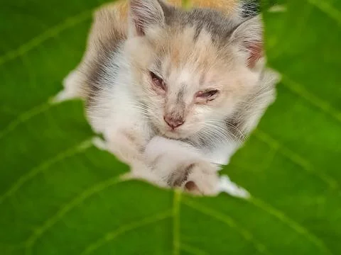 Cute kitten  Stock Photos