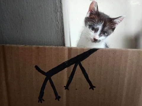 Cute kitten Stock Photos