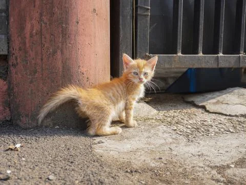 A cute kitten Stock Photos
