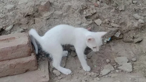 Cute Kitten Playing in an Adorable Style Stock Footage 346267324