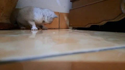 Cute kitten playing alone. Stock Footage 236710587