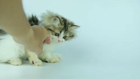 Cute kitten playing and bites fingers, 4k, white background in   studio Stock Footage 92238290