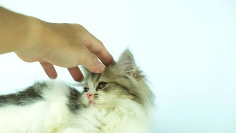 Cute kitten playing and bites fingers, 4k, white  Stock Footage 92239041