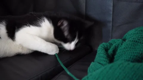 Cute kitten playing and biting knitted yarn from sweater Stock Footage 319933587