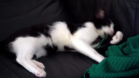 Cute kitten playing and biting knitted yarn from sweater Stock Footage 319933590