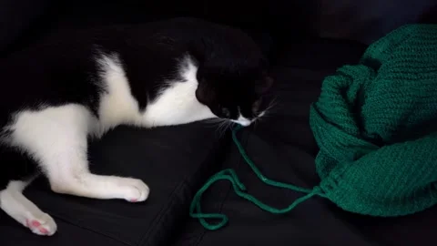 Cute kitten playing and biting knitted yarn from sweater Stock Footage 319933608