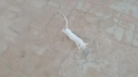 Cute Kitten Playing and Moving Around Stock Footage 346737827