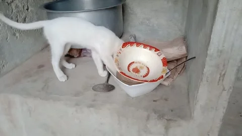 Cute Kitten Playing Around Kitchen Utensils Stock Footage 347109372