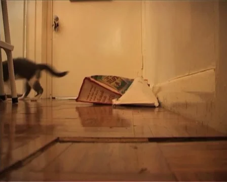 Cute kitten playing with bags Vídeo Stock 10879652