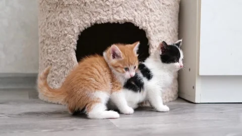 Cute kitten playing with a ball Stock Footage 294871210