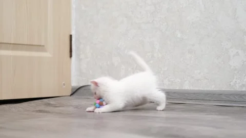 Cute kitten playing with a ball Stock-Footage 294871269