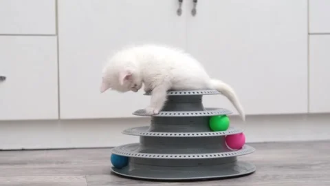 Cute Kitten Playing With Ball Stock Footage 294871288