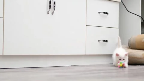 Cute kitten playing with a ball Stock-Footage 304941707