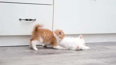 Cute kitten playing with a ball Stock-Footage 304941859