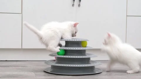 Cute Kitten Playing With Ball Stock-Footage 304942172