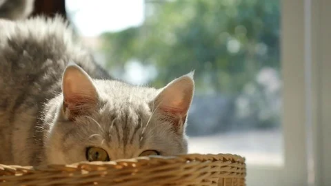 Cute kitten playing in a basket,slow motion Stock Footage 73165486
