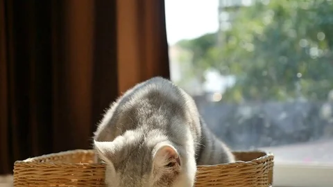 Cute kitten playing in a basket,slow motion Stock Footage 73165693