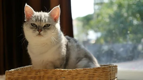 Cute kitten playing in a basket,slow motion Stock Footage 73165713
