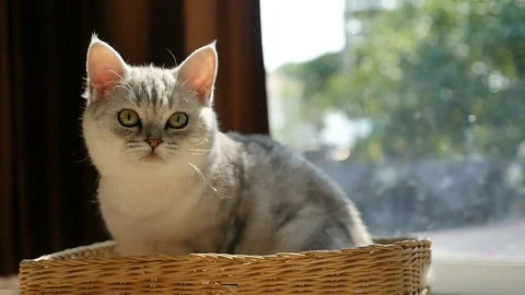 Cute kitten playing in a basket,slow motion Stock Footage 73165754