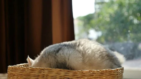 Cute kitten playing in a basket,slow motion Stock Footage 73219223