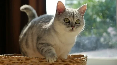 Cute kitten playing in a basket,slow motion Stock Footage 73219428