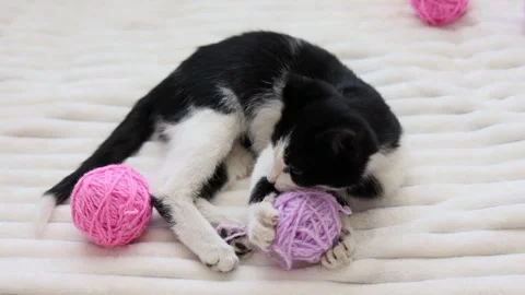 A cute kitten is playing on the bed in the bedroom with colored balls of yarn. Stock Footage 259701417