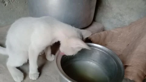 Cute Kitten Playing Beside Kitchen Utensils Video stock 347340070