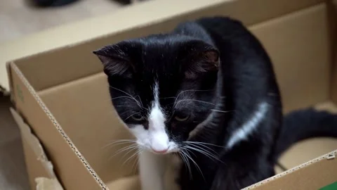 Cute kitten playing with cardboard box at home, funny playful cat Stock Footage 320529855