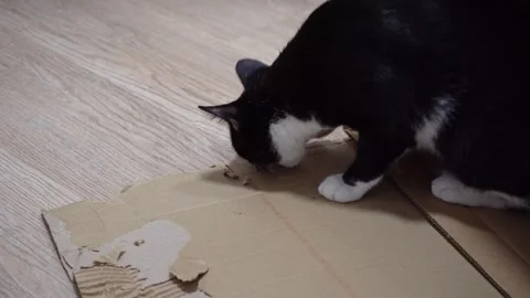 Cute kitten playing with cardboard box at home, funny playful cat Stock Footage 320529858