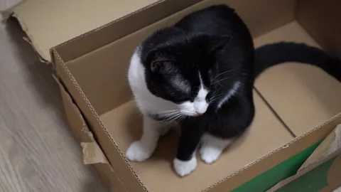 Cute kitten playing with cardboard box at home, funny playful cat Stock Footage 320529886