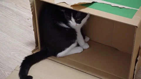 Cute kitten playing with cardboard box at home, funny playful cat Stock Footage 320529917