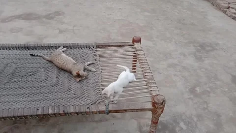 Cute Kitten Playing on a Charpai Video stock 347758954