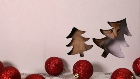 Cute kitten playing in christmas decorations setting Video stock 99193312