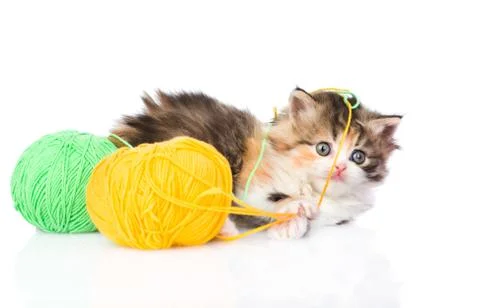 Cute kitten playing with clews of thread. isolated on white background Stock Photos