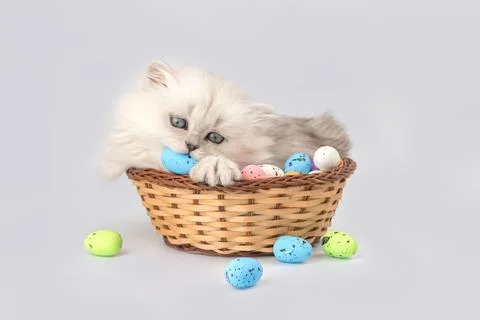 Cute kitten playing with easter eggs in wicker basket. Studio shot. Easter sp Stock Photos
