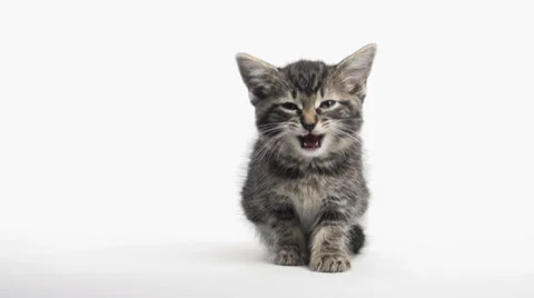 Cute kitten playing Stock Footage 28245798