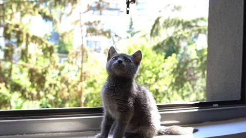 Cute kitten playing  Video stock 91123625