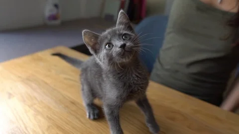 Cute kitten playing  Video stock 91123627