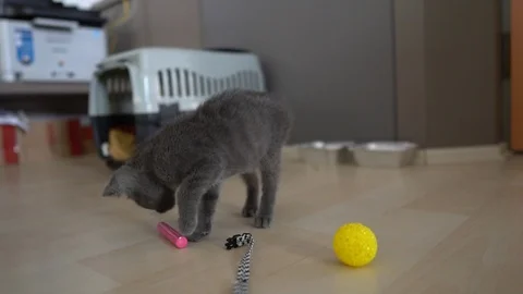 Cute kitten playing  Vídeos de archivo 91123647