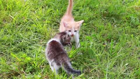 Cute kitten playing in the garden Stock Footage 94340784