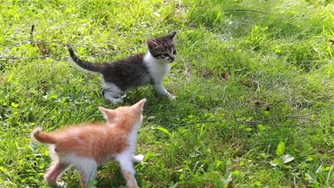 Cute kitten playing in the garden Stock Footage 94370084