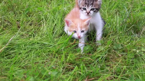 Cute kitten playing in the garden Stock Footage 94379897