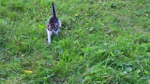 Cute kitten playing in the garden Stock Footage 94666608