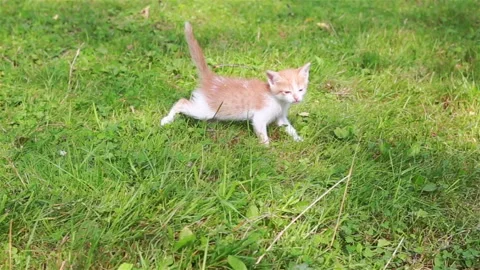 Cute kitten playing in the garden Stock Footage 94917615