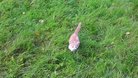 Cute kitten playing in the garden Stock Footage 95642813