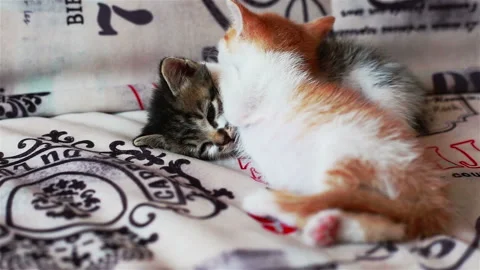 Cute kitten playing in the garden Video stock 95942933