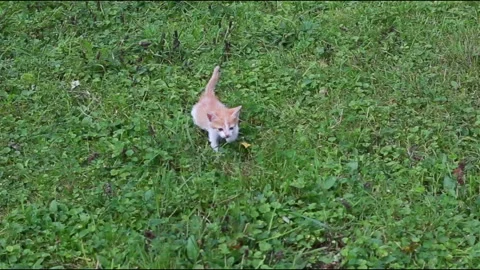 Cute kitten playing in the garden Stock Footage 95944858